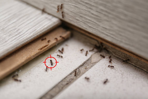 Best Pest Control Near Me  in Highland Park, MI